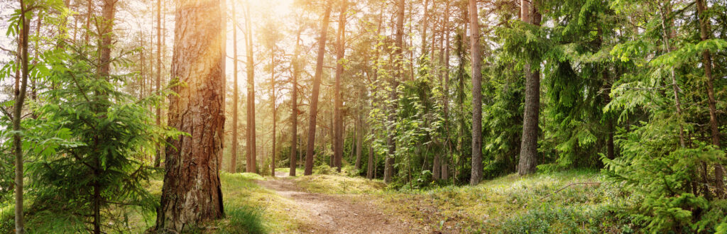 Ein Wald mit Nadelbäumen und einem Waldweg bei Sonnenschein als Symbolbild für ökologische Holz Fertighäuser.