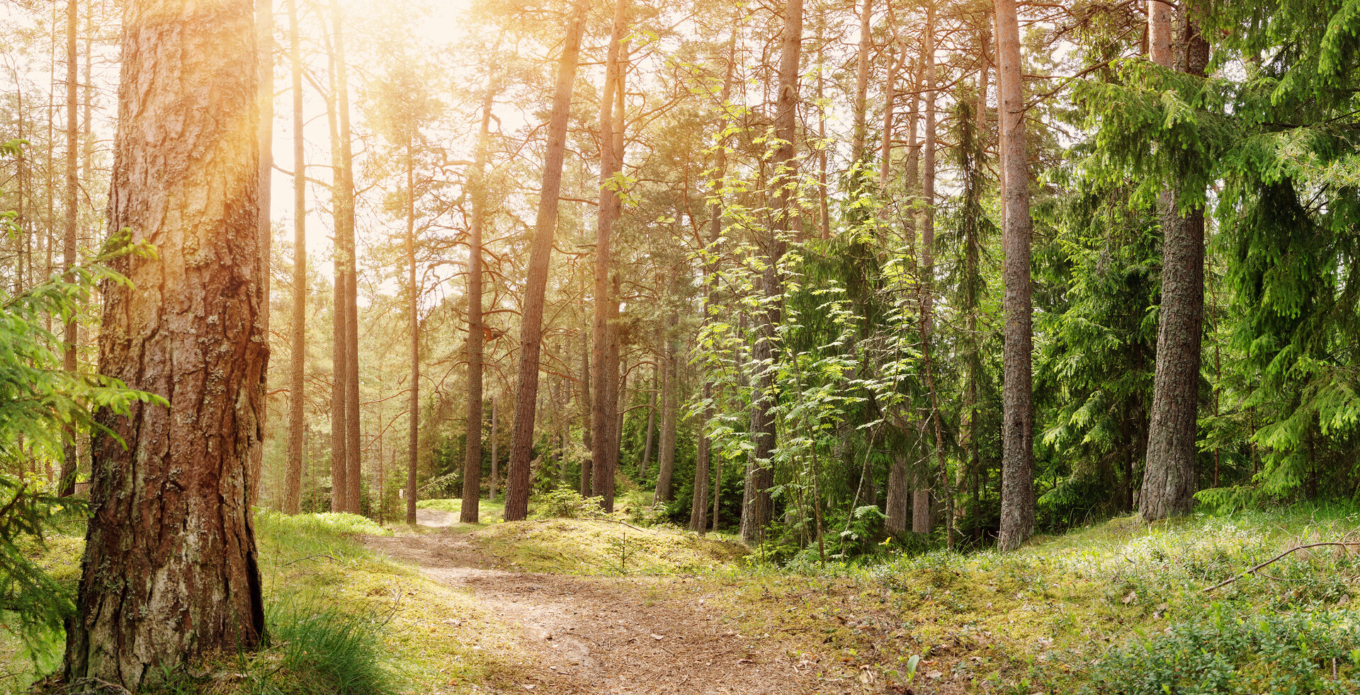 Ein Wald mit Nadelbäumen und einem Waldweg bei Sonnenschein als Symbolbild für ökologische Holz Fertighäuser.